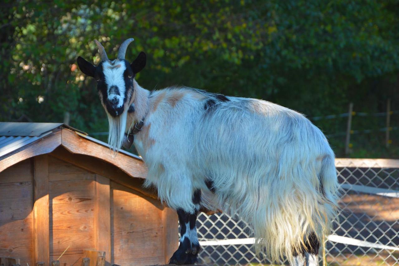Ribelhof Bed & Breakfast อัลท์ชเตทเทน ภายนอก รูปภาพ